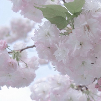 厦门FurryQQ群介绍